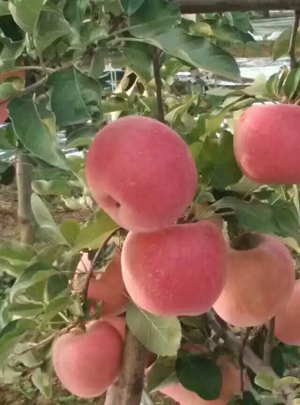 麦斯特员工天地